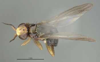 Media type: image;   Entomology 13370 Aspect: habitus dorsal view